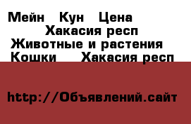 Мейн - Кун › Цена ­ 3 500 - Хакасия респ. Животные и растения » Кошки   . Хакасия респ.